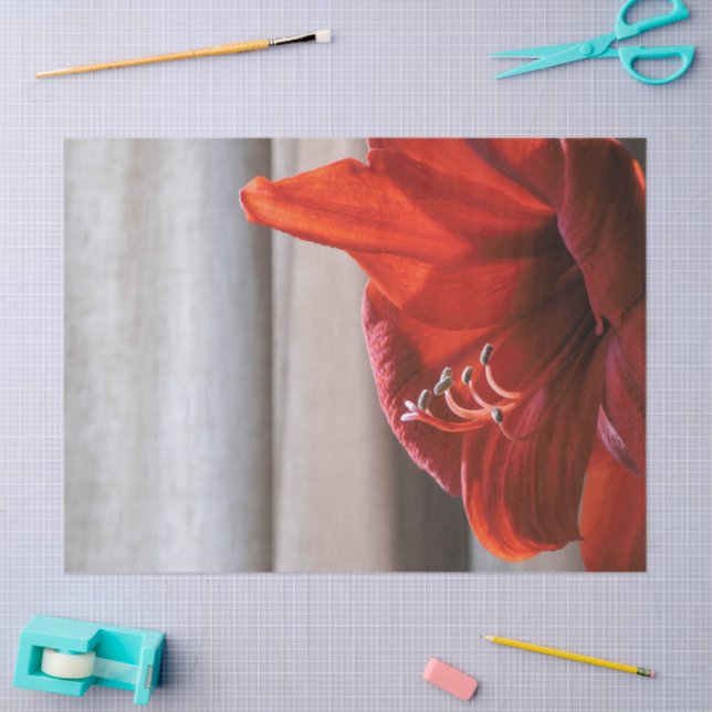 Papel De Seda Lion Vermelho Amaryllis Foto de Flor Adorável (Arte )