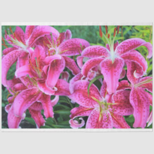 Papel De Seda Lírios orientais Stargazer, flores de cheio
