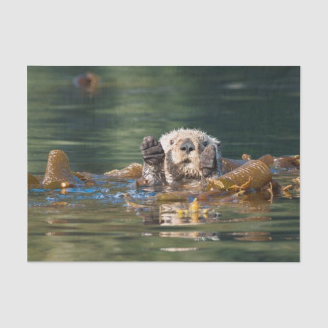 Papel De Seda Lontra de mar de ondulação (Frente )