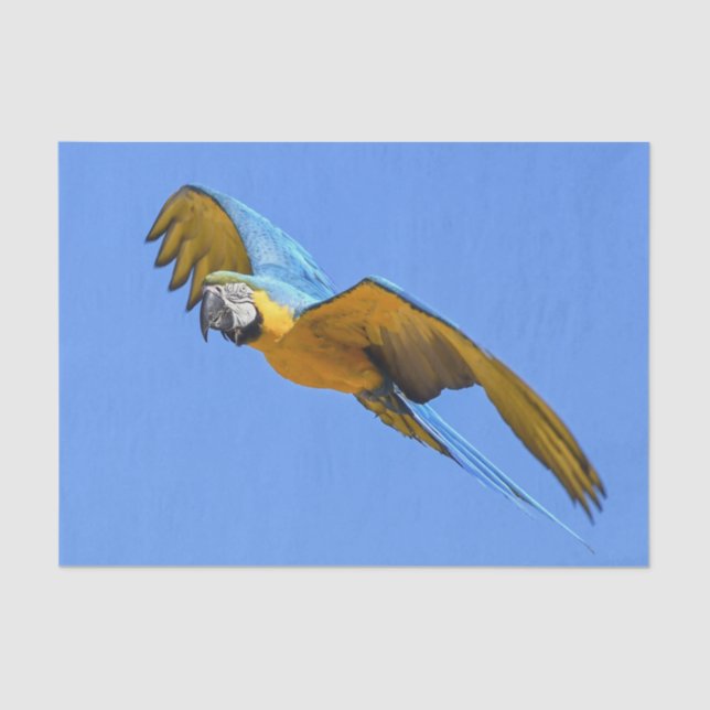 Papel De Seda Macaw Azul Amarelo (Frente )