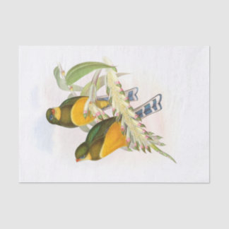 Papel De Seda Macklot's Trogon, Decoupage