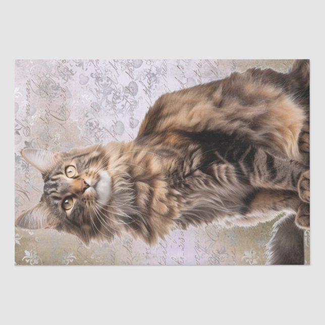 Papel De Seda Maine Coon Cat (Frente )