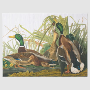 Papel De Seda Mallard Duck por John James Audubon