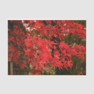 Papel De Seda Mapeamento Japonês 'Bloodgood' / Folhagem Vermelh