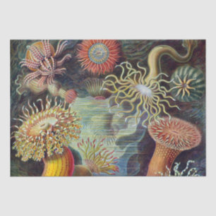 Papel De Seda Mar Anêmona Natureza Científica Oceânica
