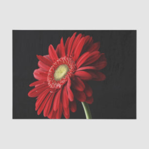 Papel De Seda Margarida do Gerbera