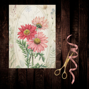 Papel De Seda Margarida Pintada de Rosa Pyrethrum Botânico Flora