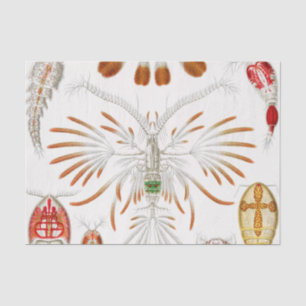 Papel De Seda Marine Life Crustaceans, Copepoda por Ernst Haecke