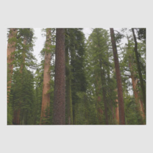 Papel De Seda Mariposa Grove no Parque Nacional de Yosemite