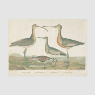 Papel De Seda Marsh Bird Curlew Snipe Birding