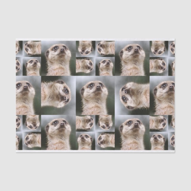 Papel De Seda Meerkat (Frente )