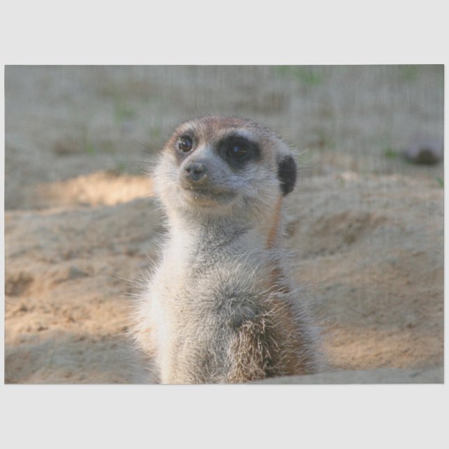 Papel De Seda Meerkat 004 (Frente )