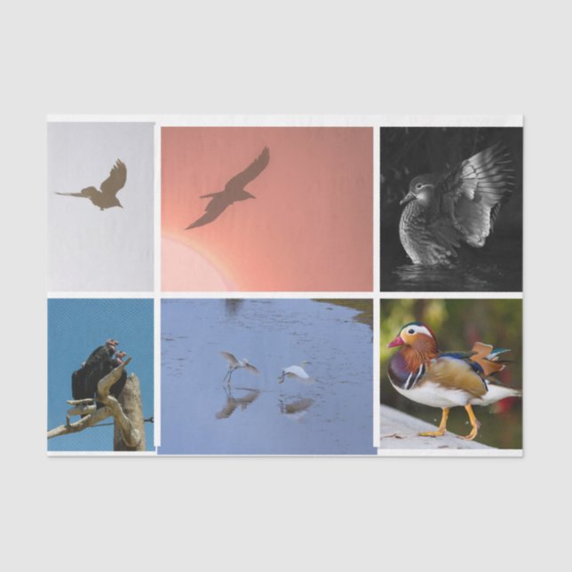 Papel De Seda Mídia Mista de Condor de Pato de Tema Pássaro Egre (Frente )