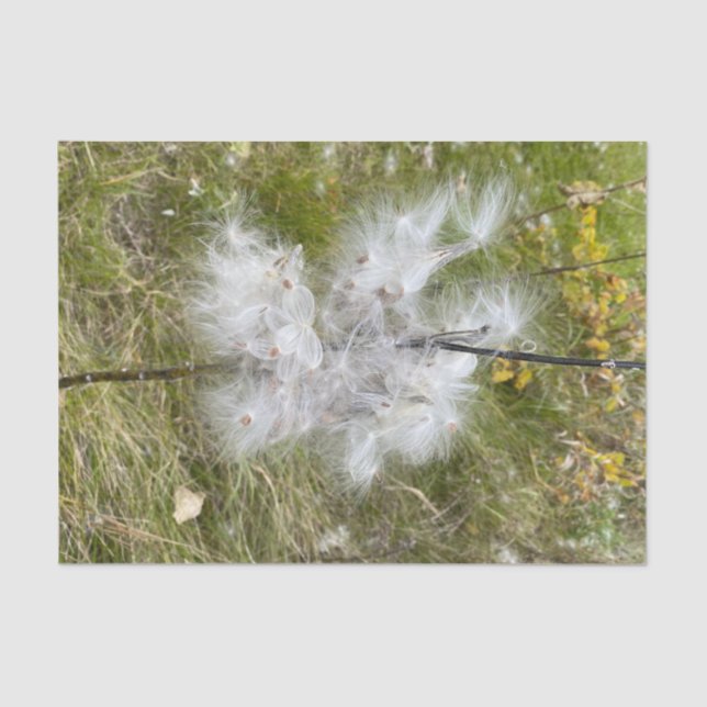 Papel De Seda Milkweed | Borboleta | (Frente )