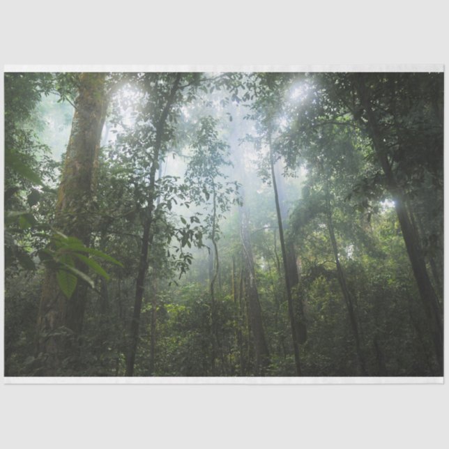 Papel De Seda Misty Forest Decoupage (Frente )