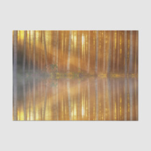 Papel De Seda Misty Forest Scene