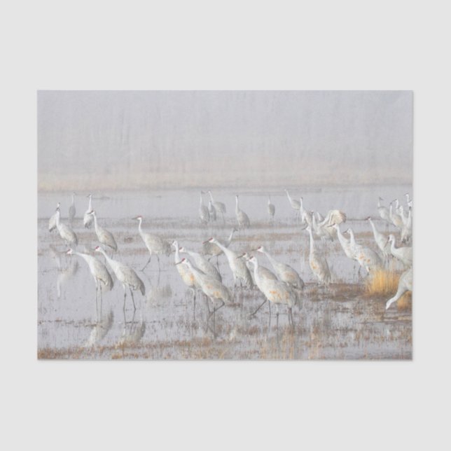 Papel De Seda Misty Sandhill Cranes (Frente )