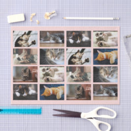 Papel De Seda Modelo de Foto de Gatinhos e Gatinhos Cons em Rosa