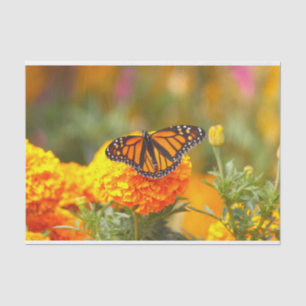 Papel De Seda Monarca Borboleta Laranja Marigold Foto