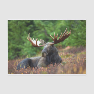 Papel De Seda Moose