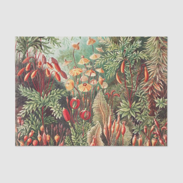 Papel De Seda Mosses, Muscinae Laubmoose por Ernst Haeckel (Frente )