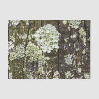 Papel De Seda Mossy Oak Trunk