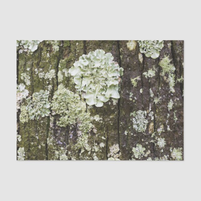 Papel De Seda Mossy Oak Trunk (Frente )