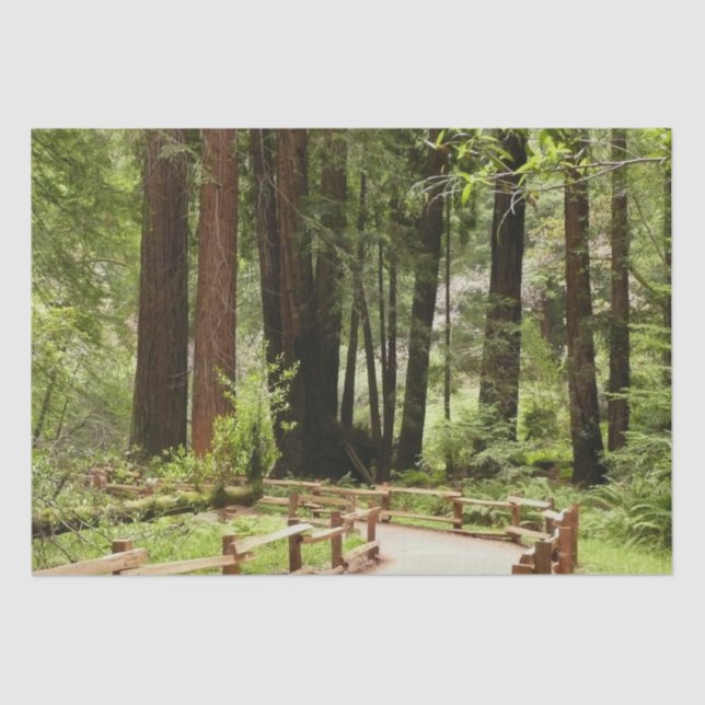 Papel De Seda Muir Woods Path I Nature Photoics (Frente )