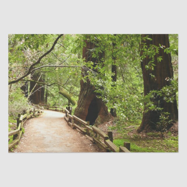 Papel De Seda Muir Woods Path II - Fotografia natural (Frente )