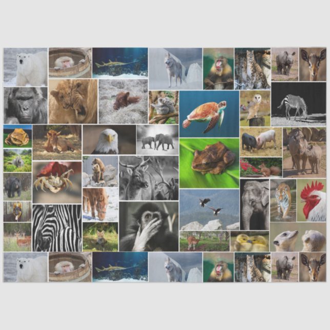 Papel De Seda "My Animal Kingdom" Wild Animal Tissue Paper (Frente )