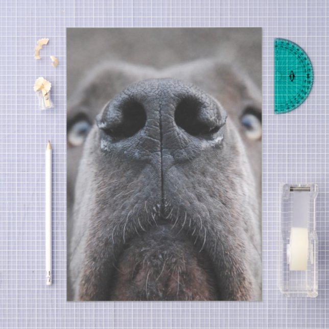 Papel De Seda Nariz de Great Dane (Arte )