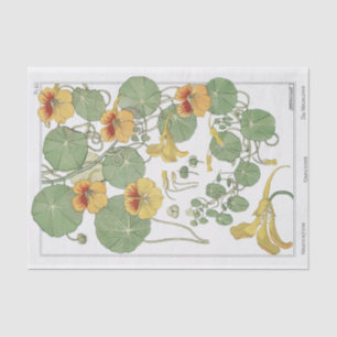 Papel De Seda Nasturtium, Série de Botânica de Eugene Grassat