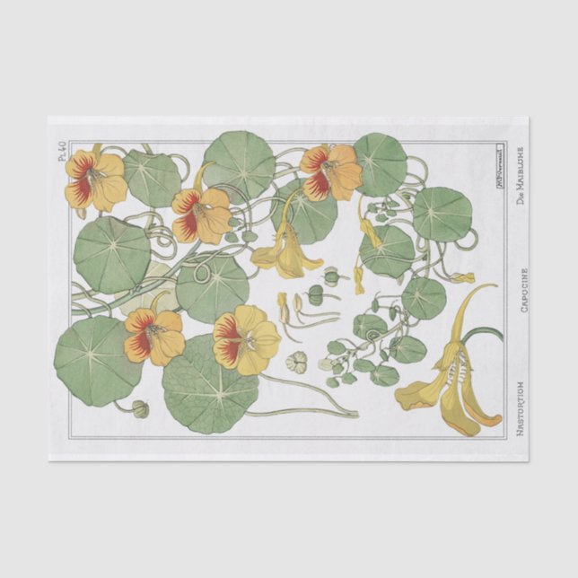 Papel De Seda Nasturtium, Série de Botânica de Eugene Grassat (Frente )