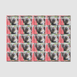 Papel De Seda Natal maltês com árvores vermelhas