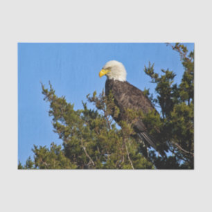 Papel De Seda Nature Bald Eagle Wildlife Foto