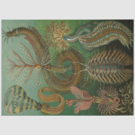 Papel De Seda Nature Chaetpoda Ernst Haeckel Decoupage