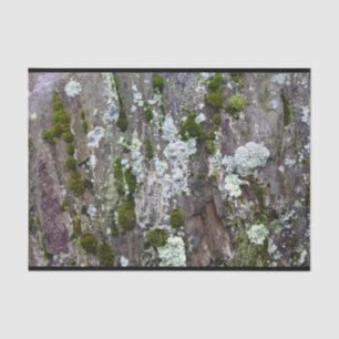 Papel De Seda Nature Moss Lichen Camouflage Foto