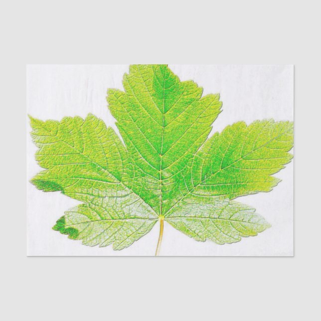 Papel De Seda Natureza verde da folha (Frente )