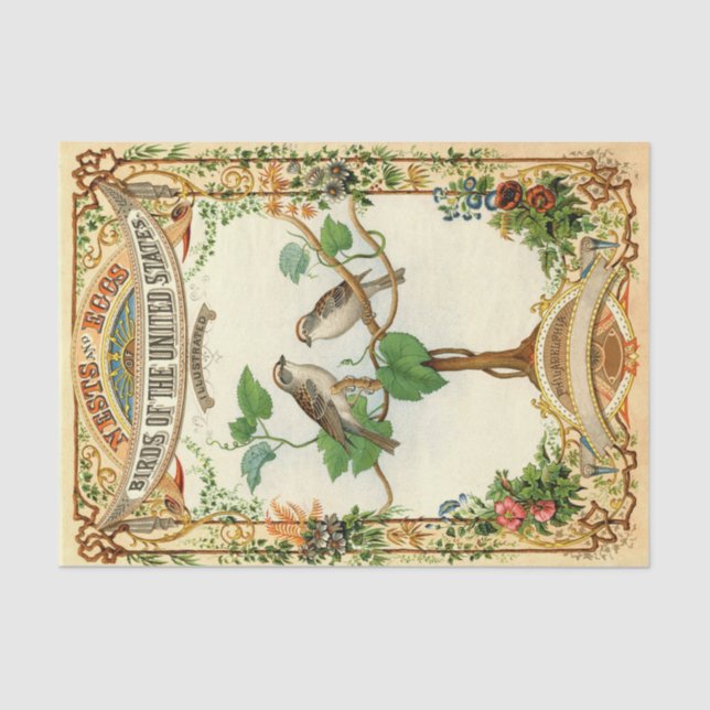 Papel De Seda Ninhos e Ovos Aves dos Estados Unidos (Frente )