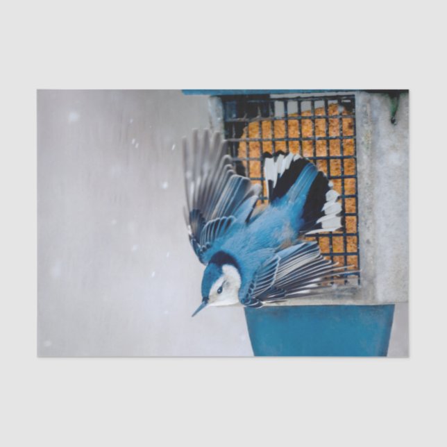 Papel De Seda Nuthatch Branca em Neve - Foto original (Frente )