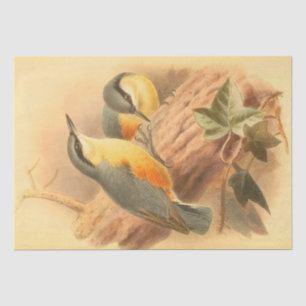 Papel De Seda Nuthatte vermelho-assado pássaros azuis-pintados