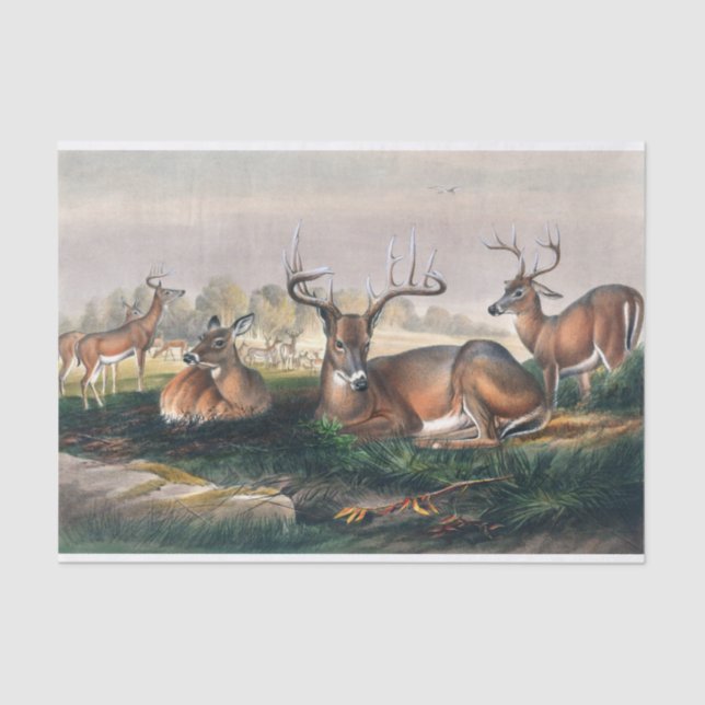 Papel De Seda O branco de Joseph Wolf (Frente )