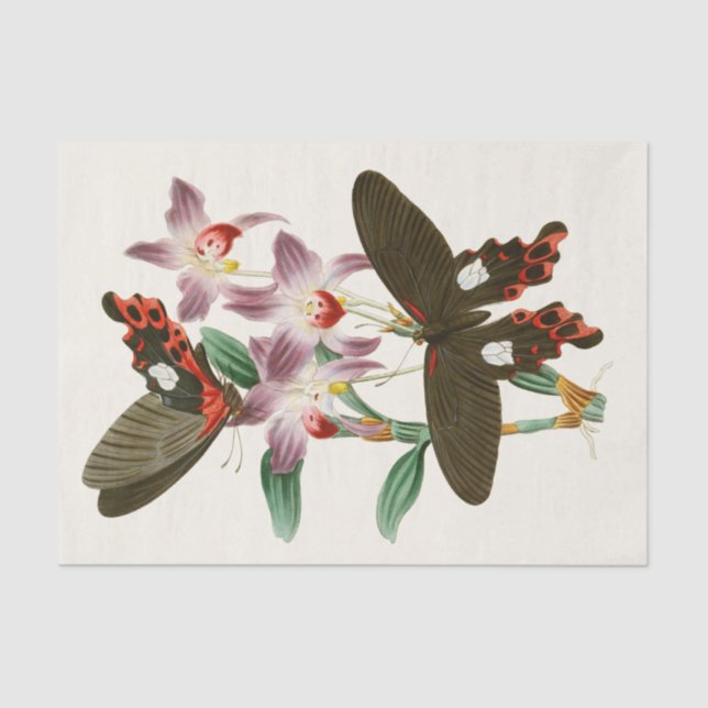 Papel De Seda O Gabinete de Entomologia Oriental Pl III (Frente )