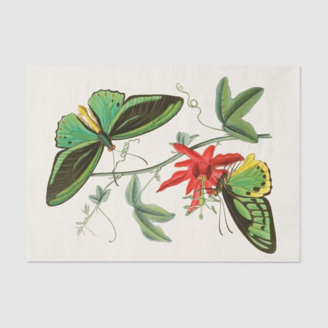 Papel De Seda O Gabinete de Entomologia Oriental Pl XII (Frente )