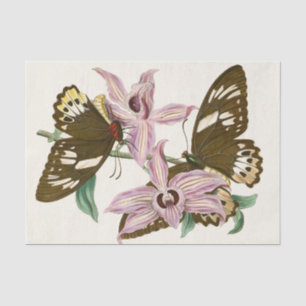 Papel De Seda O Gabinete de Entomologia Oriental Pl XV