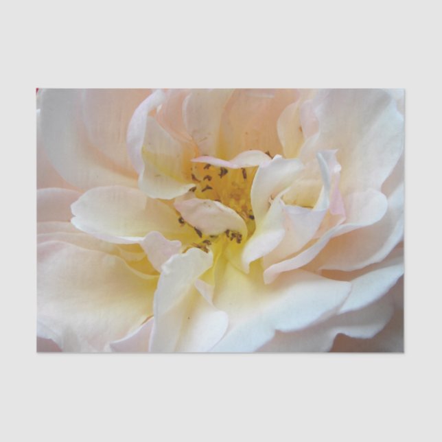 Papel De Seda O rosa (Frente )