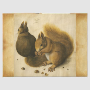 Papel De Seda O SQUIRREL COM LOUCOS Albrecht Durer