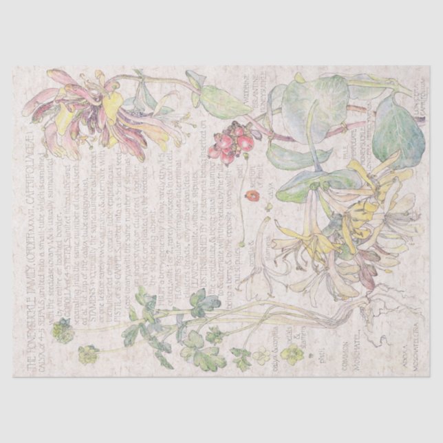 Papel De Seda O Wildflower da madressilva floresce o lenço de (Frente )