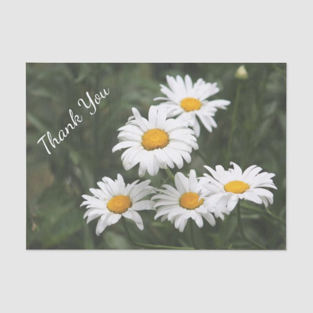 Papel De Seda Obrigado Daisy Tissue Paper (Frente )
