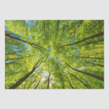 Olhando através das folhas de árvores verdes